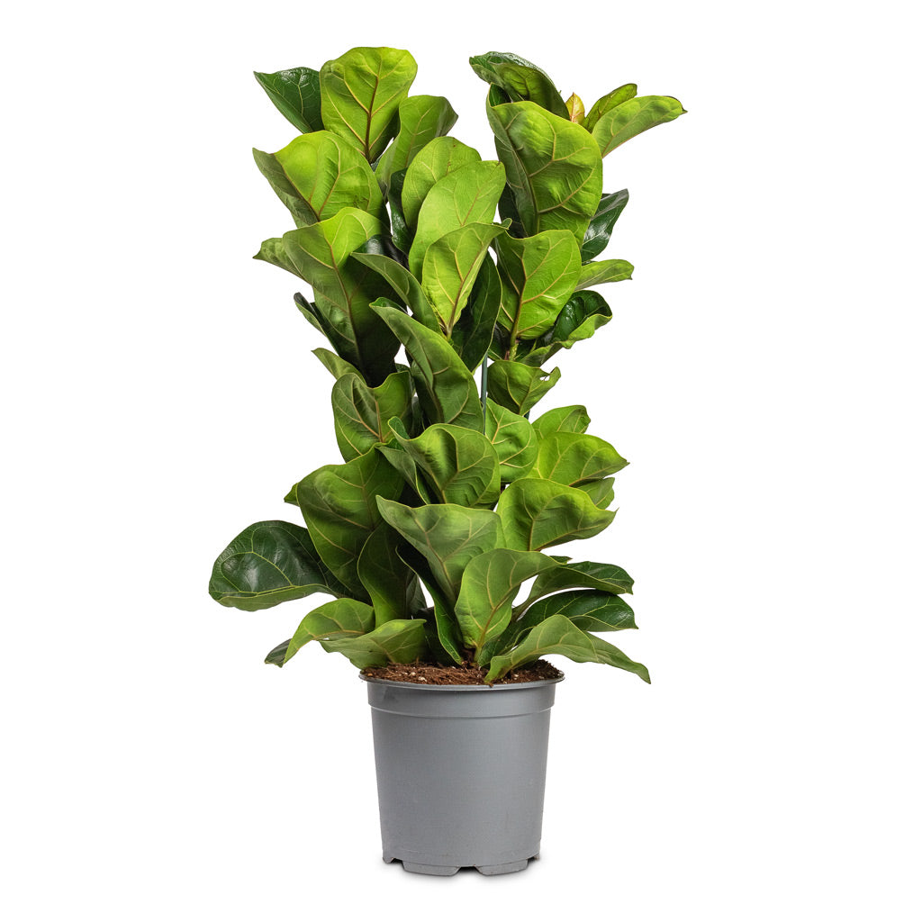 Ficus lyrata Bambino Dwarf Fiddle Leaf Fig - 19x80cm _3-stems