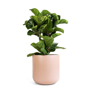 Ficus lyrata Bambino - Dwarf Fiddle Leaf Fig & Lisbon Plant Pot - Pink Clay