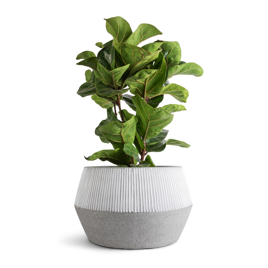 Ficus lyrata Bambino - Dwarf Fiddle Leaf Fig &amp; Harley Plant Pot - Ridged White Stripe