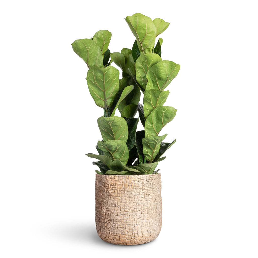 Ficus lyrata Bambino Dwarf Fiddle Leaf Fig - 21x80cm - _3-stems_ In Maxim Plant Pot Shiny Sand - 24x22cm