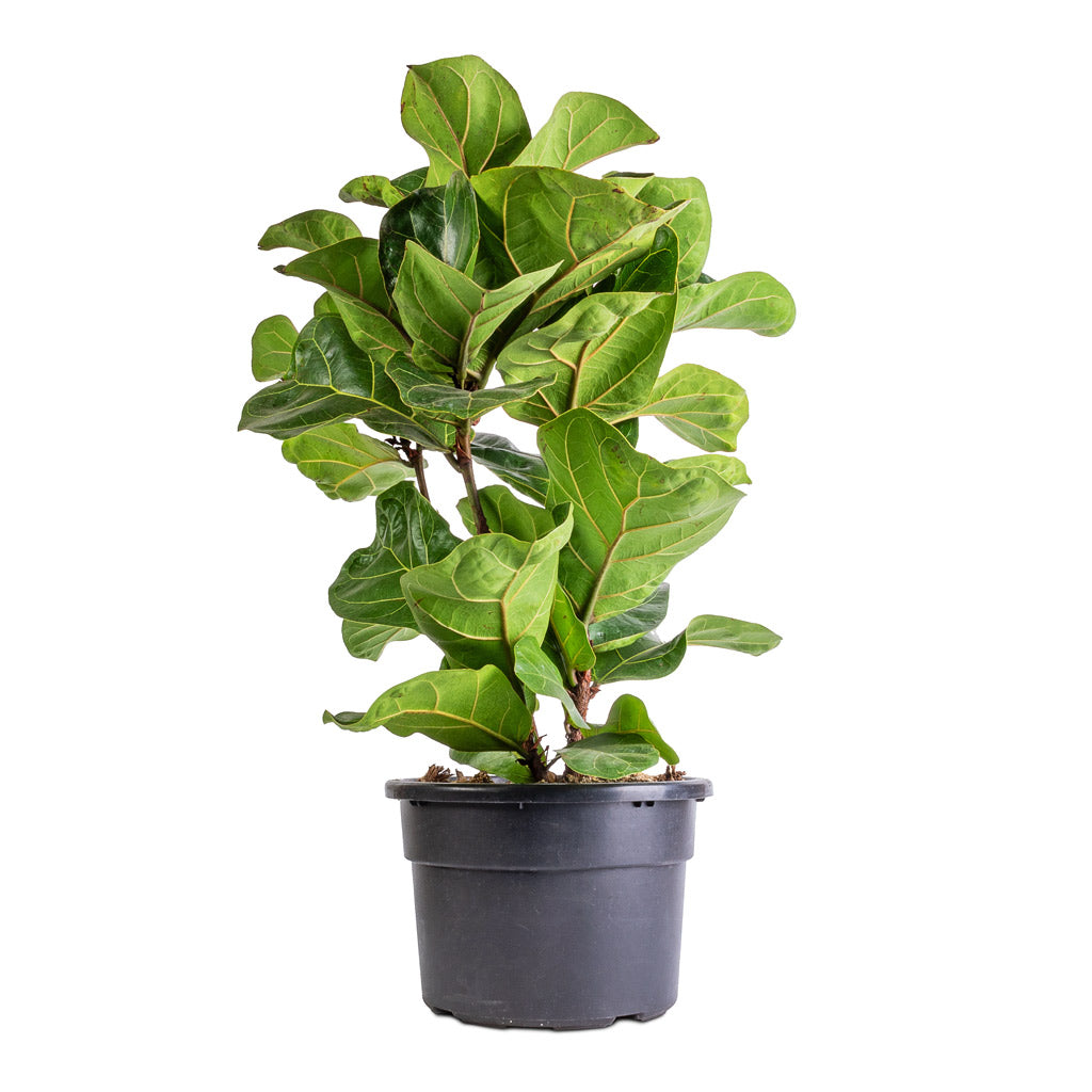 Ficus lyrata Bambino - Dwarf Fiddle Leaf Fig Indoor Plants | Hortology ...