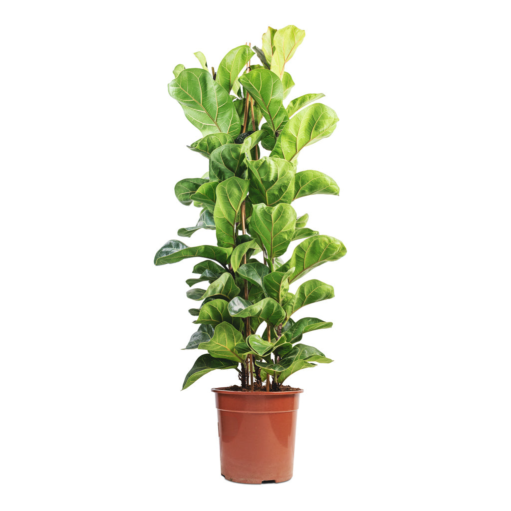 Ficus lyrata Bambino - Dwarf Fiddle Leaf Fig - 24 x 120cm (3 stems)