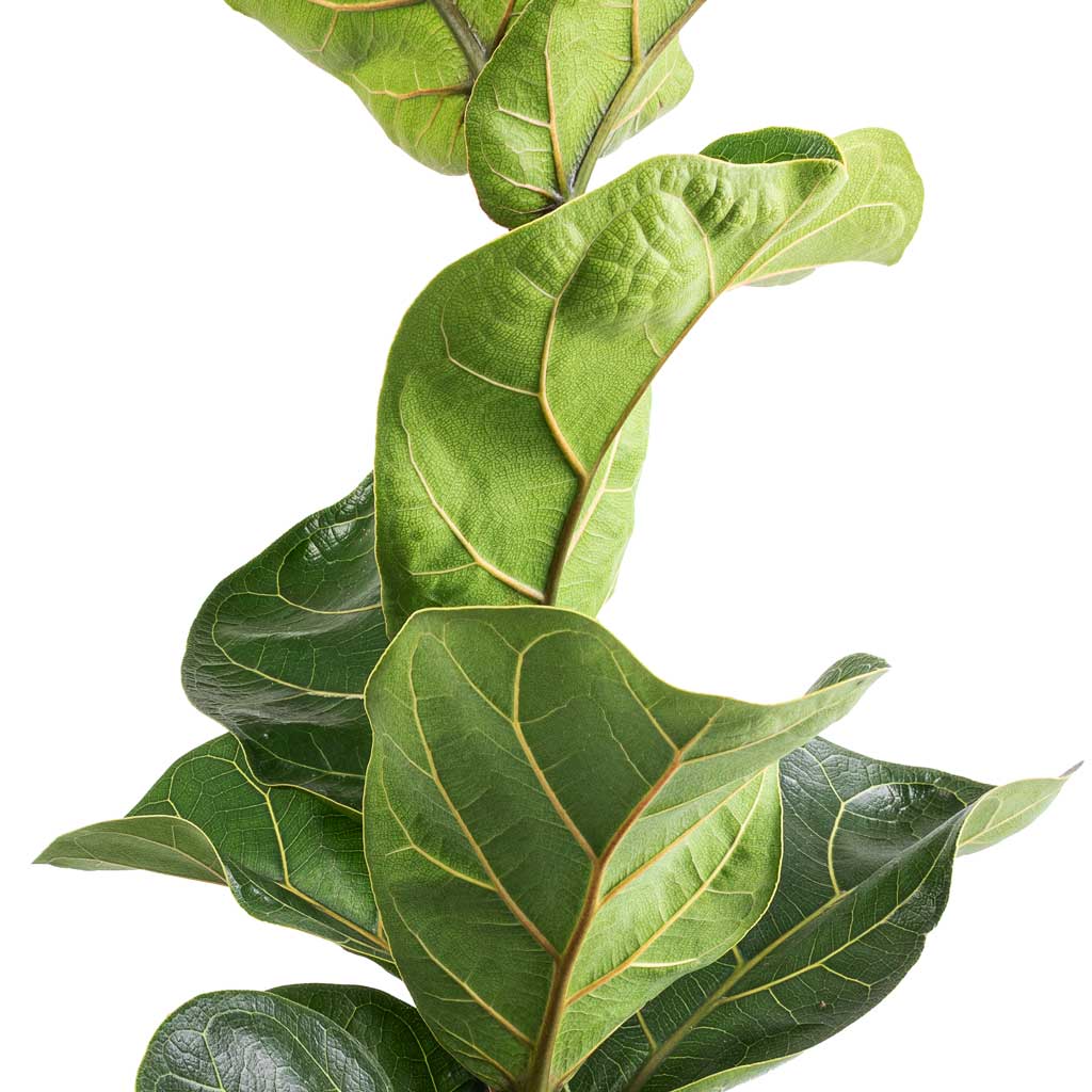 Ficus lyrata Bambino - Dwarf Fiddle Leaf Fig & Harley Plant Pot - Ridged White Stripe