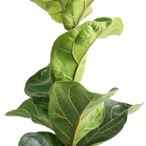 Ficus lyrata Bambino - Dwarf Fiddle Leaf Fig Leaves & Stem