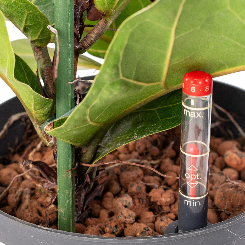 Ficus lyrata Bambino - HydroCare Close Up