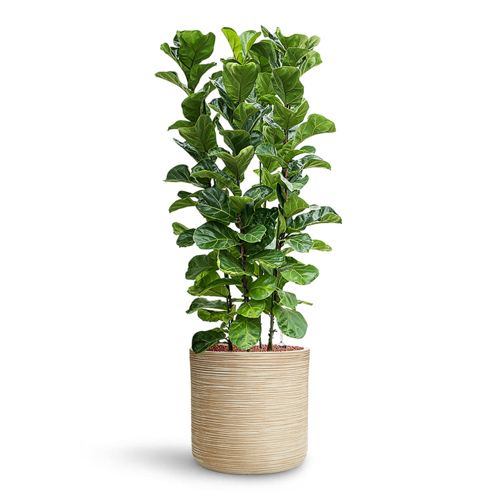 Ficus lyrata Bambino HydroCare in Dune Cylinder - Oat - 38 x 127cm