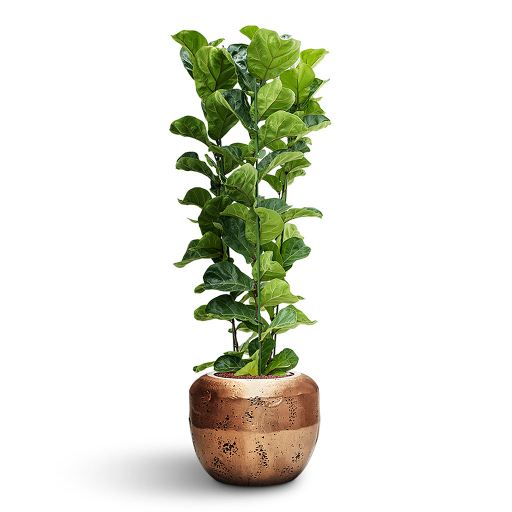 Ficus lyrata Bambino HydroCare in Opus Raw Couple - Gold - 50 x 156cm (3 stems)