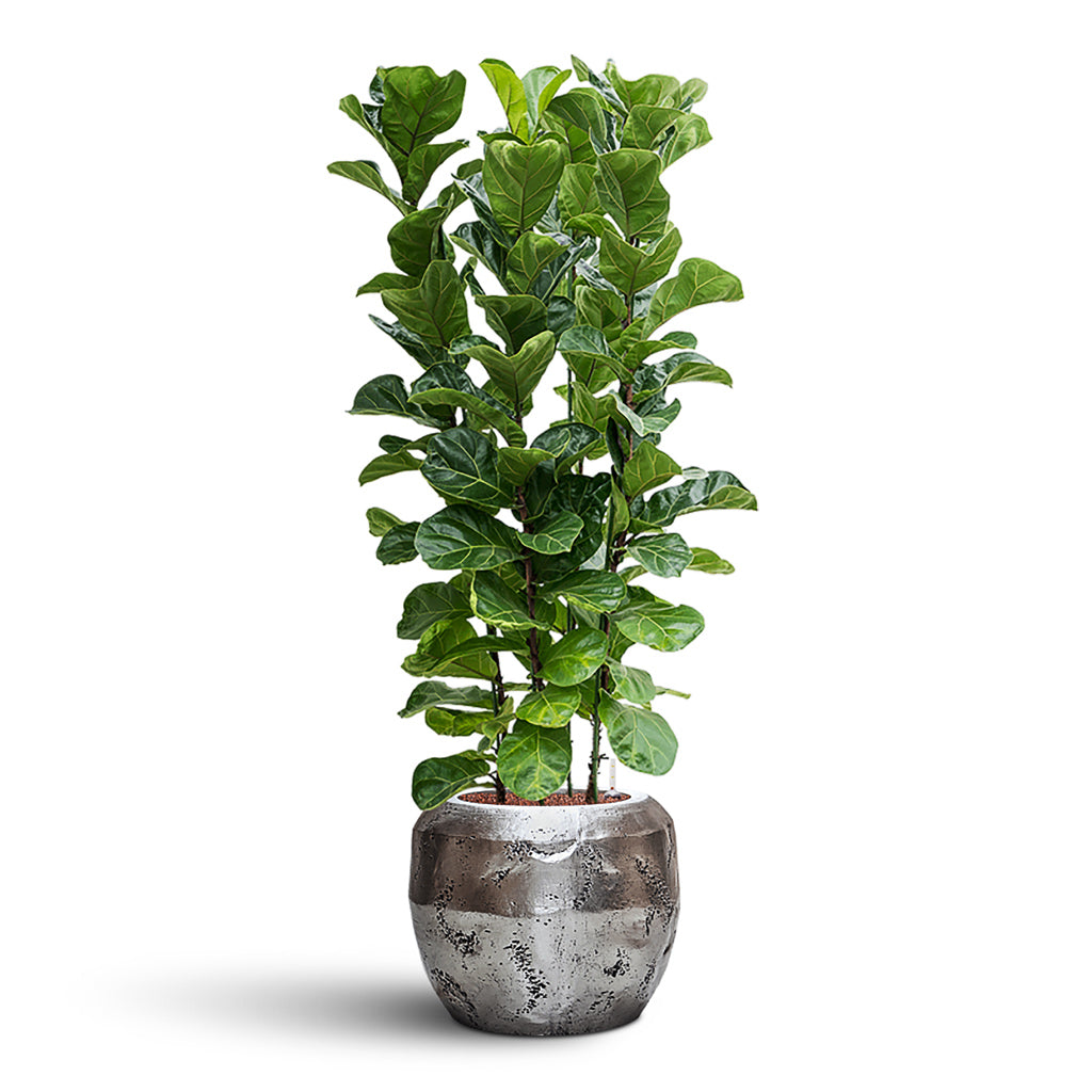Ficus lyrata Bambino HydroCare in Opus Raw Couple - Silver - 50 x 157cm (4 stems)