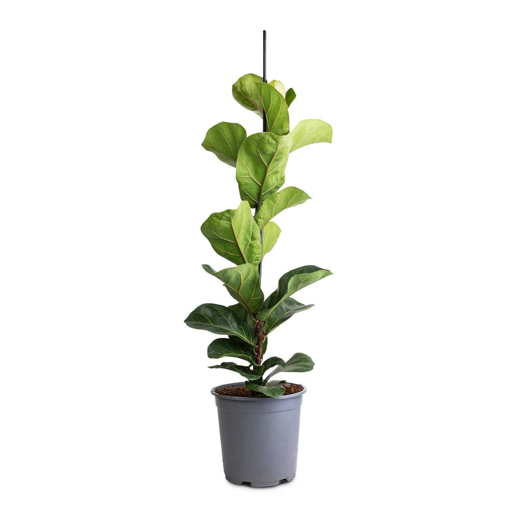 Ficus lyrata Bambino - Dwarf Fiddle Leaf Fig - 19 x 80cm (1 stem)