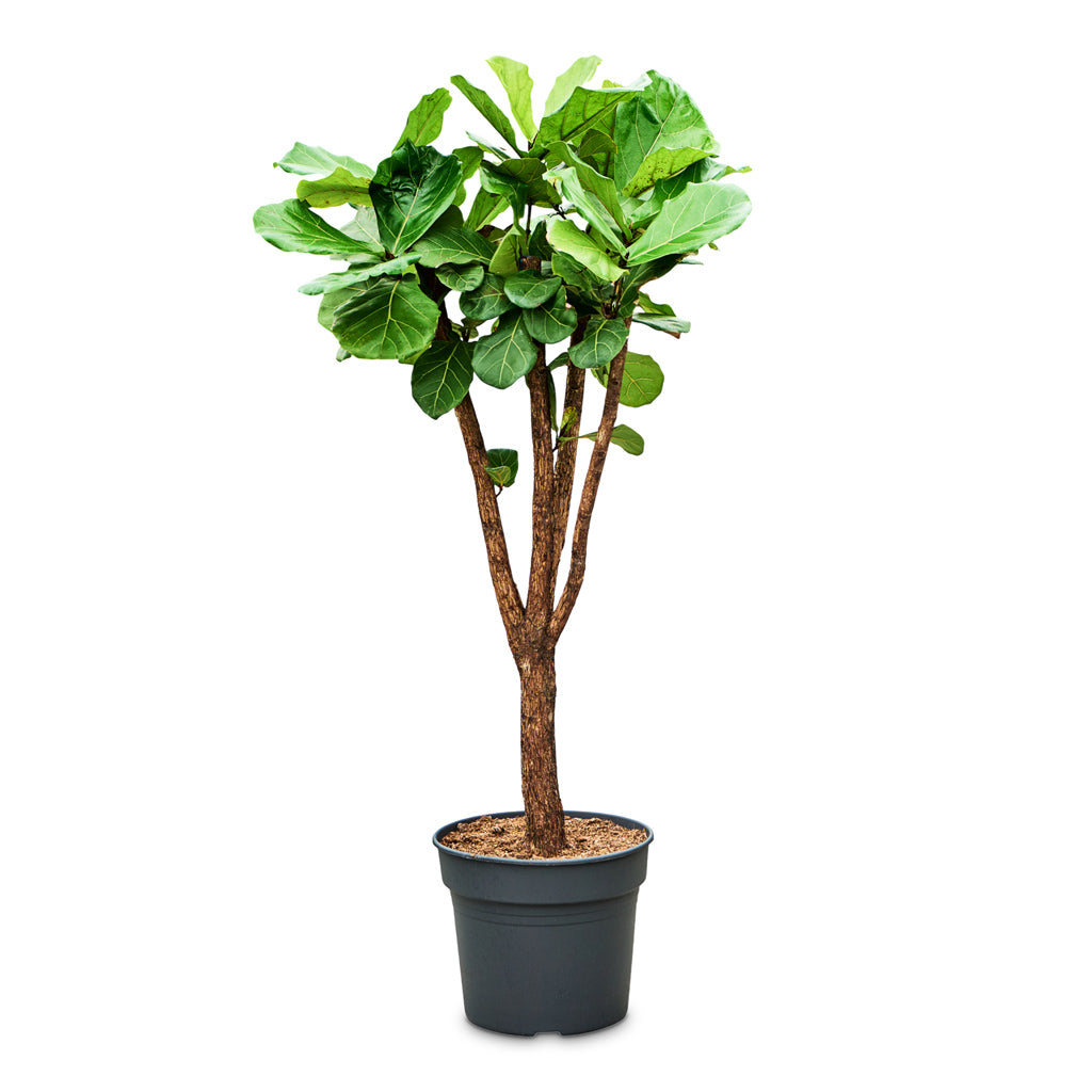 Ficus lyrata Branched 38x200cm house plant