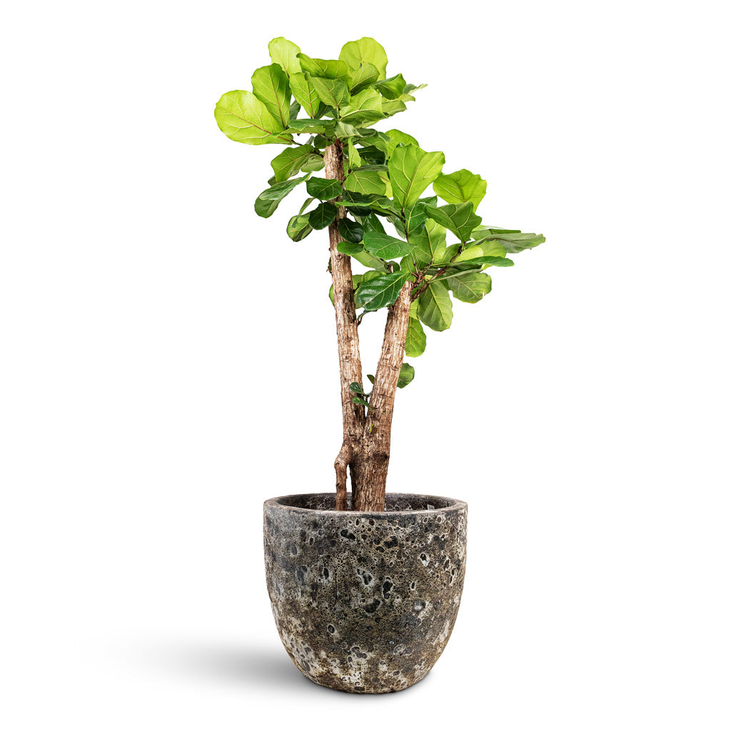 Ficus lyrata Branched 44x190cm House Plant In Lava Couple Relic Planter Black 55x48cm