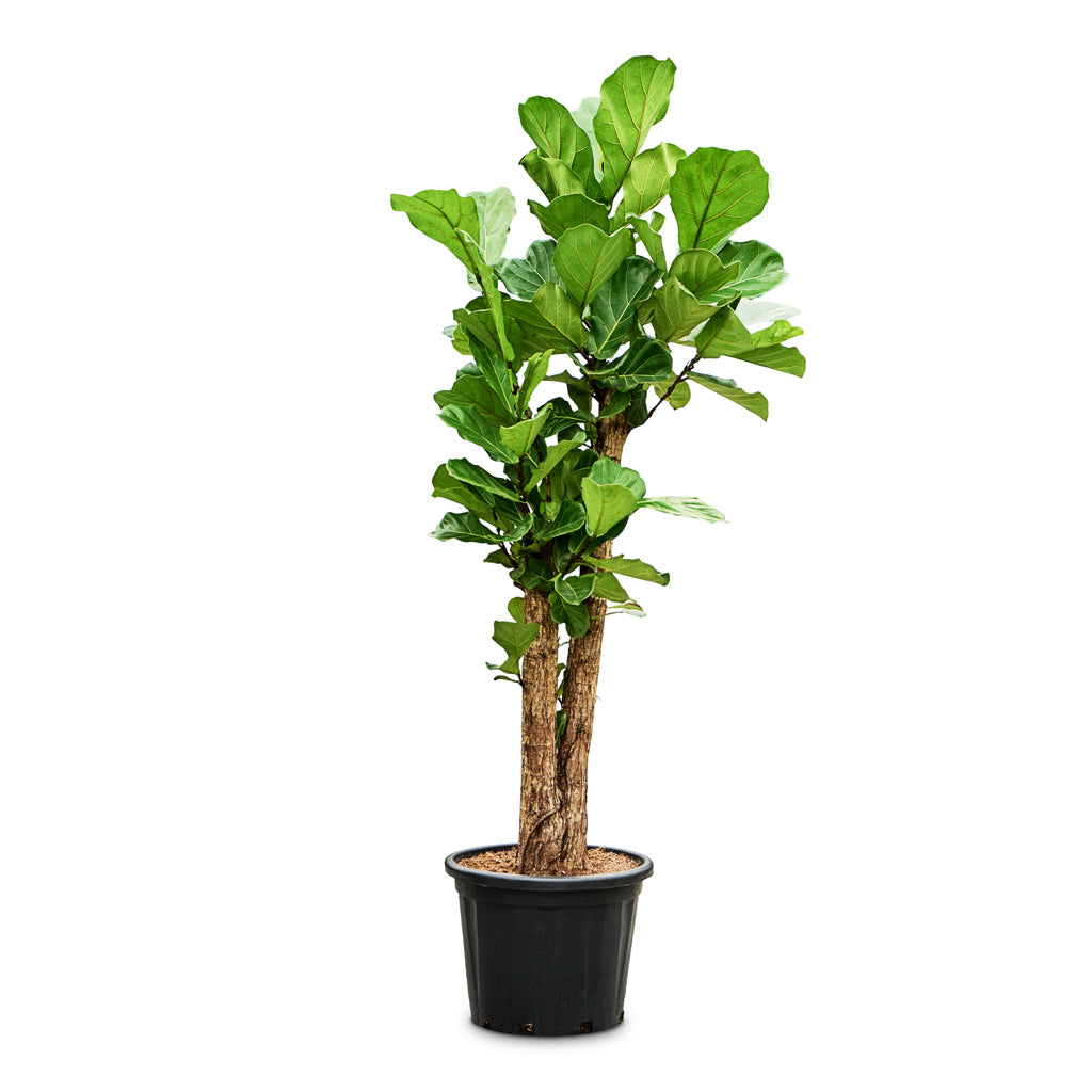 Ficus lyrata Branched 44x190cm house plant