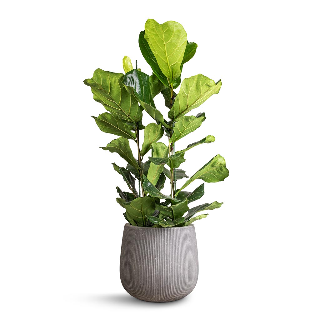 Ficus lyrata - Fiddle Leaf Fig & Pax Planter - Ridged Dark Grey