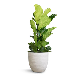 Ficus lyrata - Fiddle Leaf Fig & Cas Plant Pot - Cool Grey