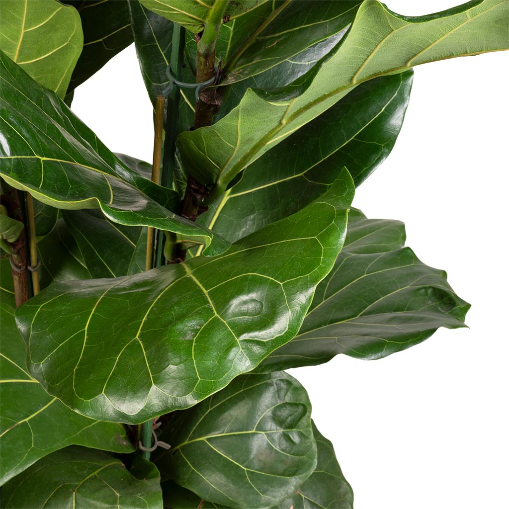 Ficus lyrata - Fiddle Leaf Fig
