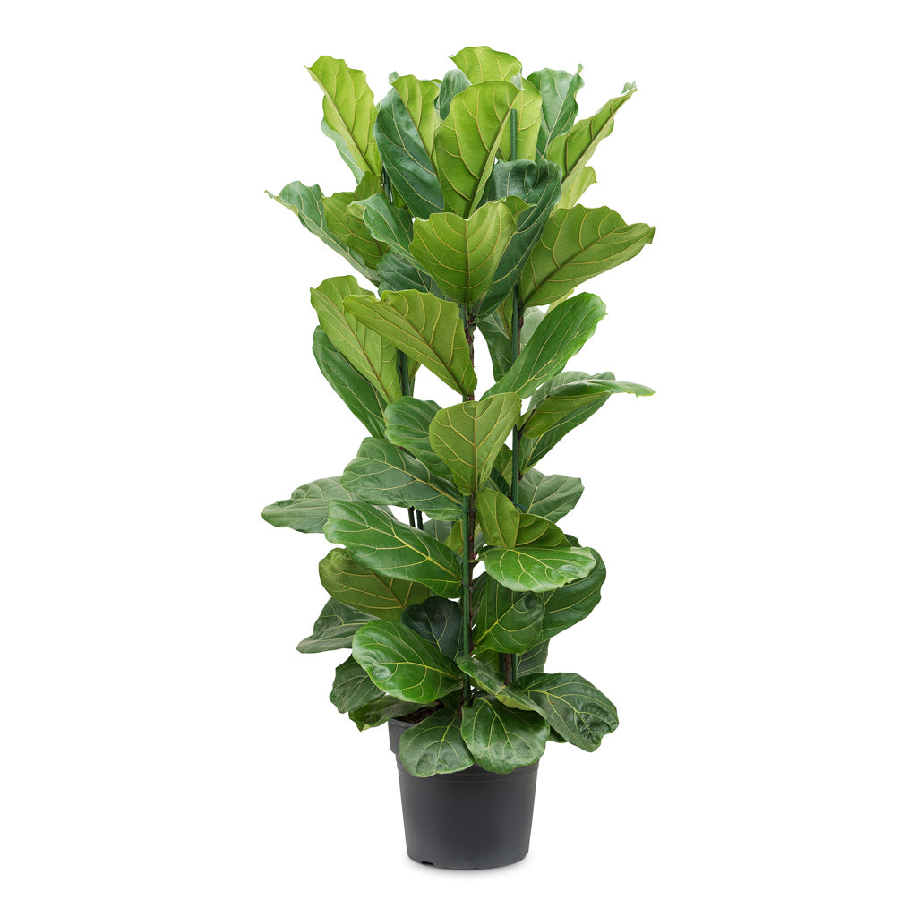 Ficus lyrata - Fiddle Leaf Fig - 34 x 130cm (3 stems)