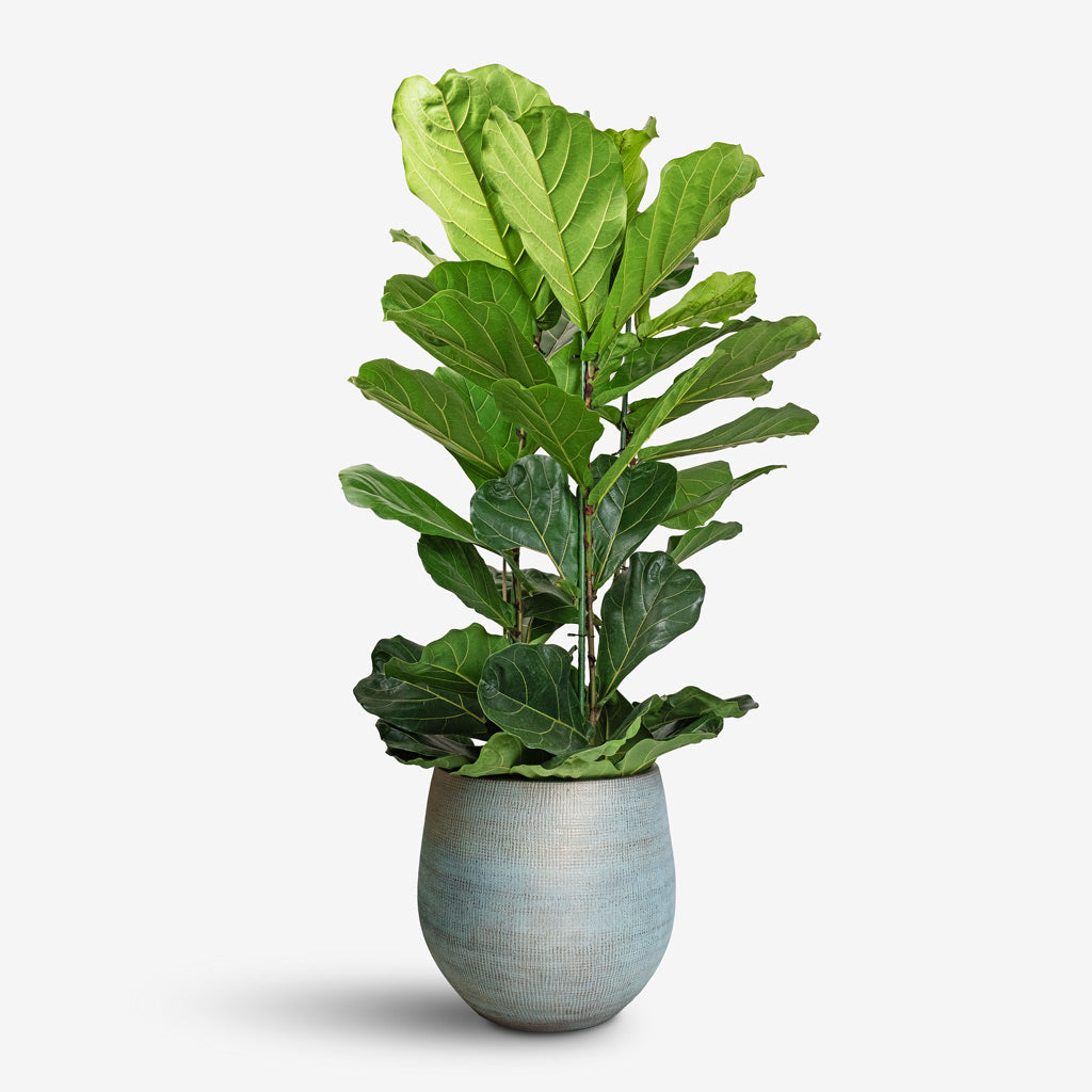 Ficus Indoor Plants