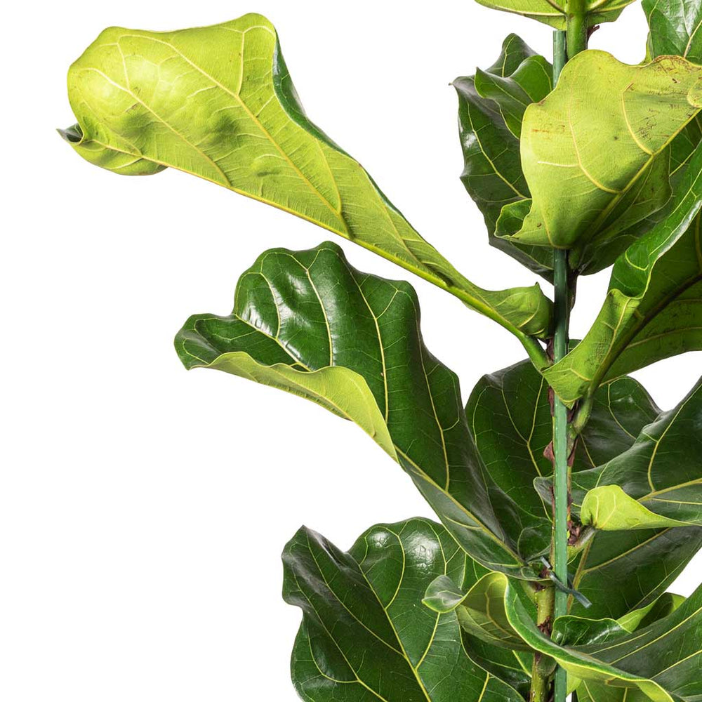 Ficus lyrata - Fiddle Leaf Fig - Quality Indoor Plants | Hortology ...