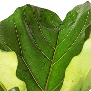 Ficus lyrata - Fiddle Leaf Fig - Leaf Close Up