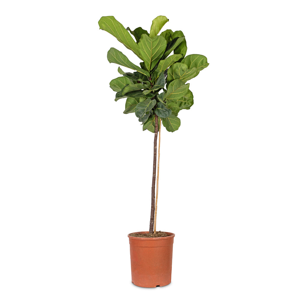 Ficus lyrata Fiddle Leaf Fig Straight Stem - 24x120cm