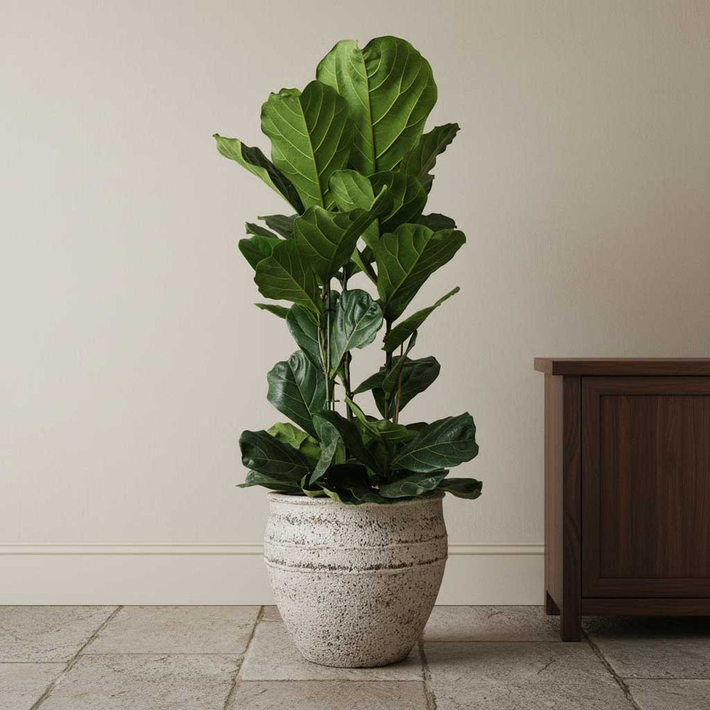 Ficus lyrata - Fiddle Leaf Fig - Quality Indoor Plants | Hortology ...