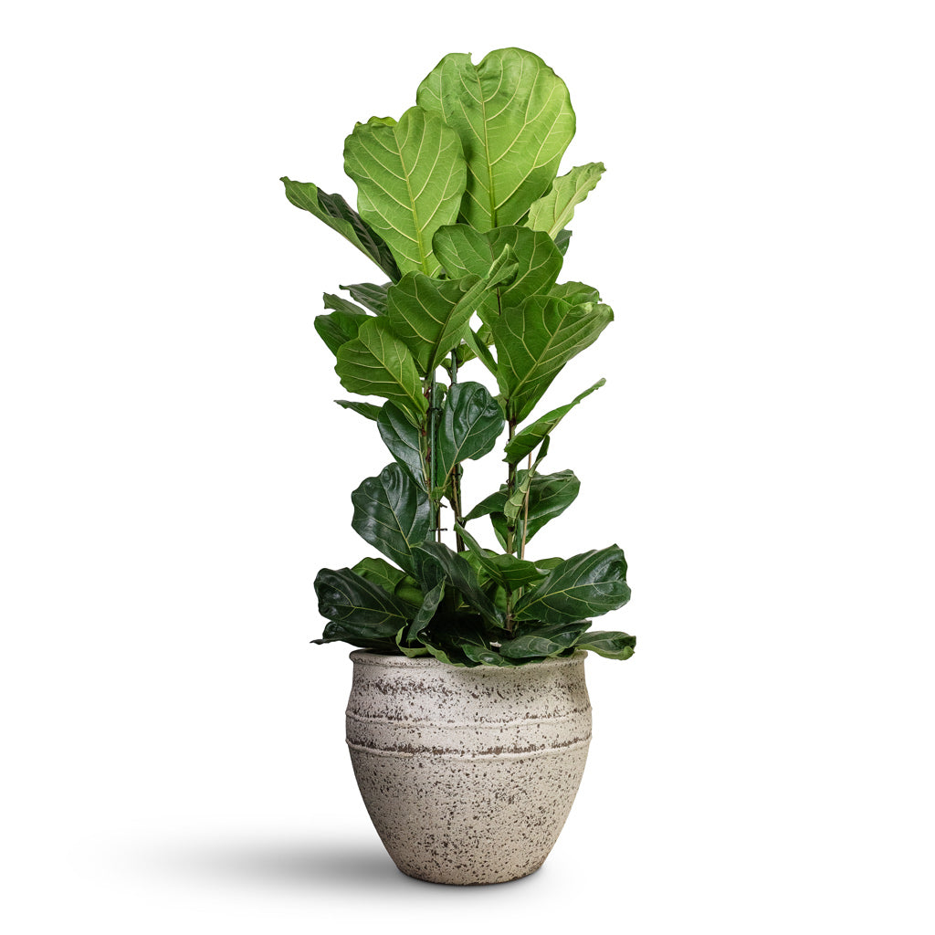 Ficus lyrata Fiddle Leaf Fig Straight Stem - 30x150cm & Athena Mediterranean Planter Chalk White - 53.5x45cm