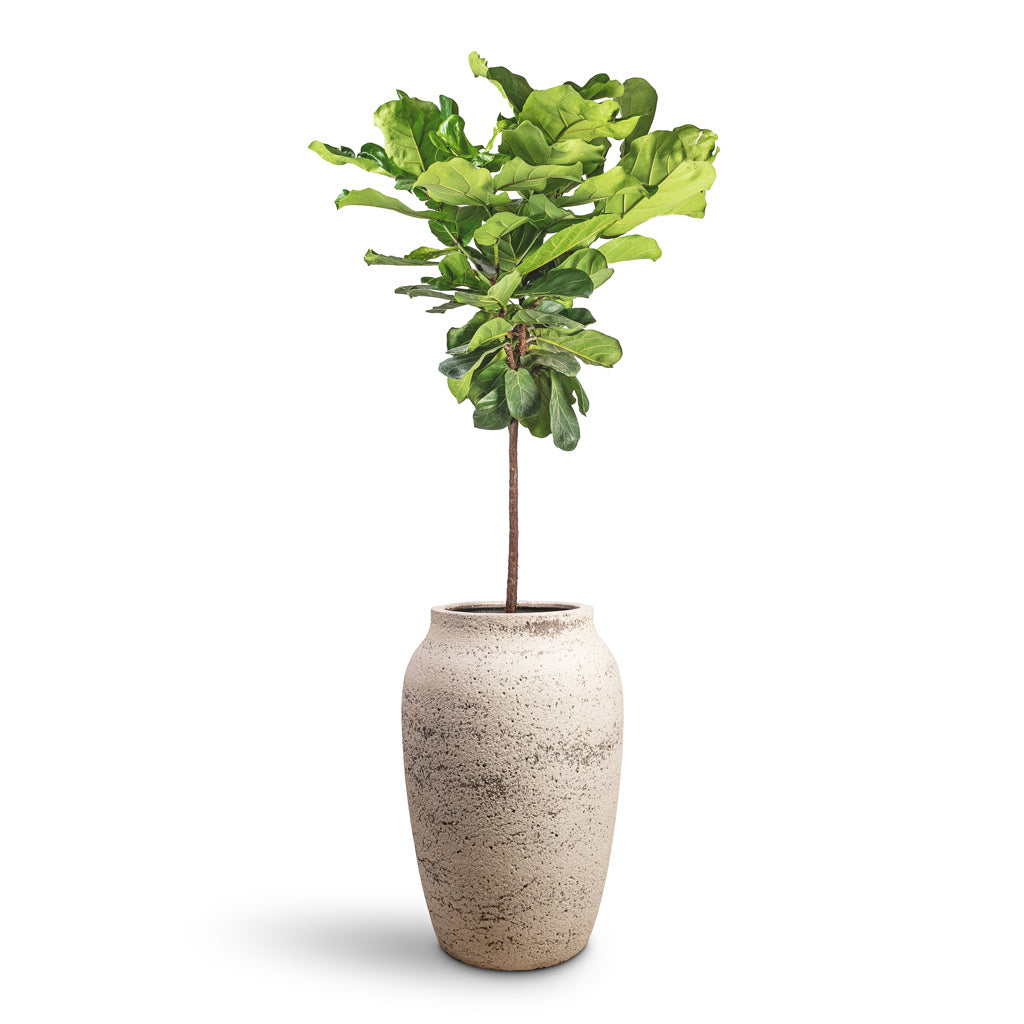 Ficus lyrata Fiddle Leaf Fig Straight Stem - 30x150cm &amp; Hera Mediterranean Planter Chalk White - 51x74cm