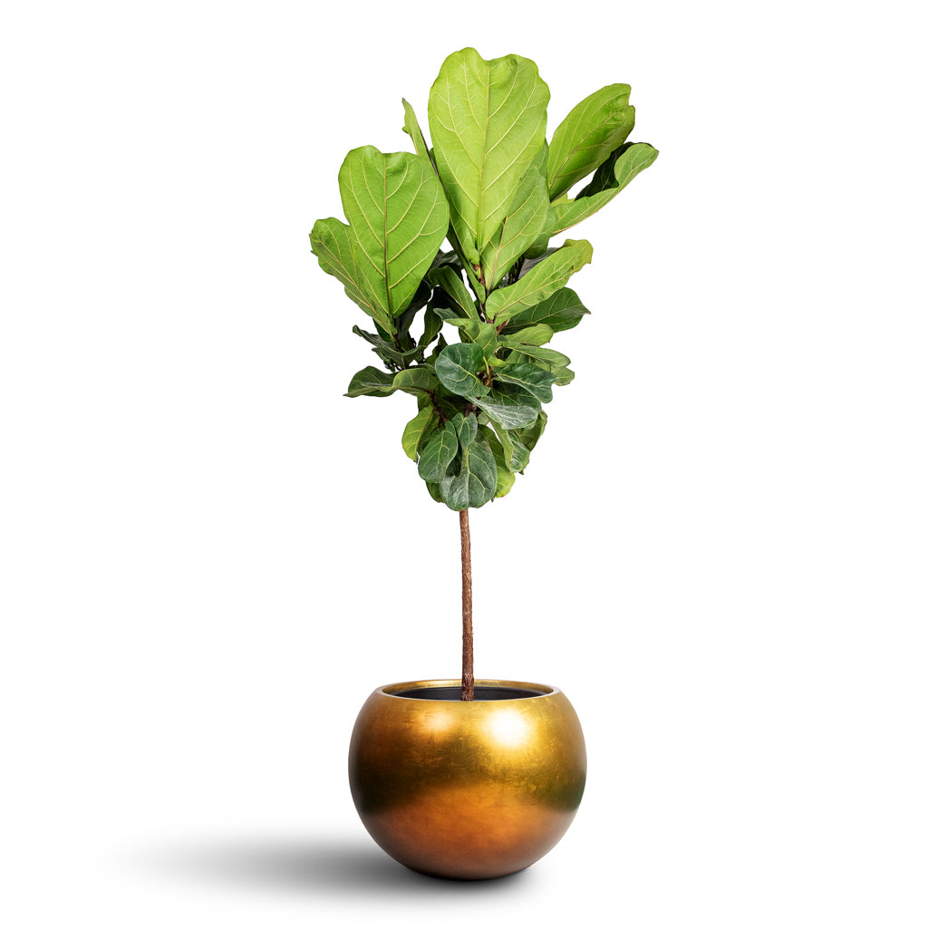 Ficus lyrata Fiddle Leaf Fig Straight Stem 30x150cm & Metallic Globe Plant Pot Matt Honey - 50x37cm