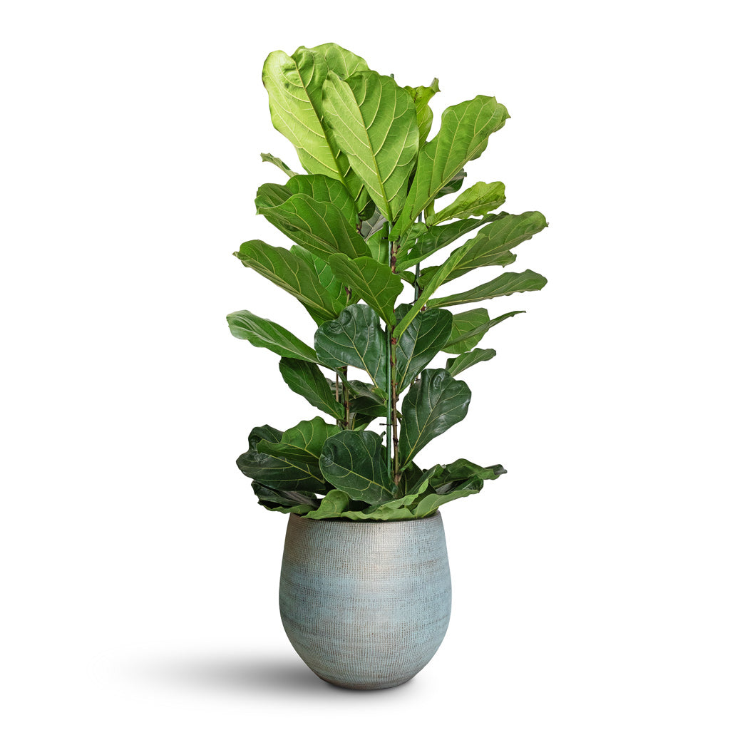 Ficus lyrata - Fiddle Leaf Fig - Quality Indoor Plants | Hortology ...
