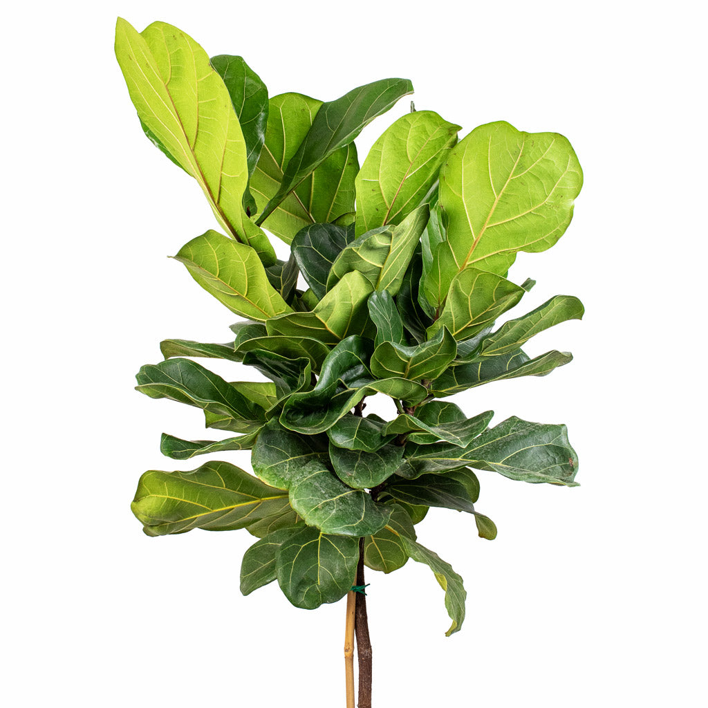 Ficus lyrata - Fiddle Leaf Fig - Straight Stem Head