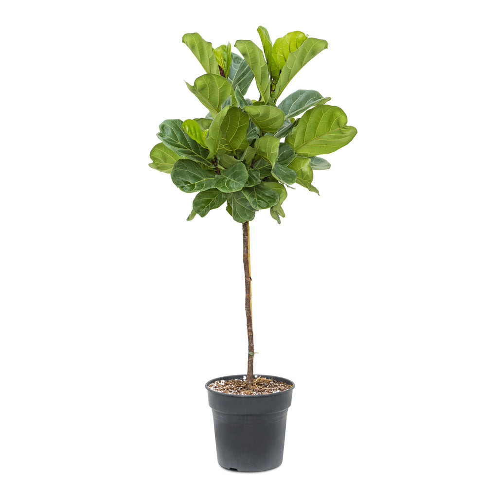 Ficus lyrata - Fiddle Leaf Fig - Straight Stem