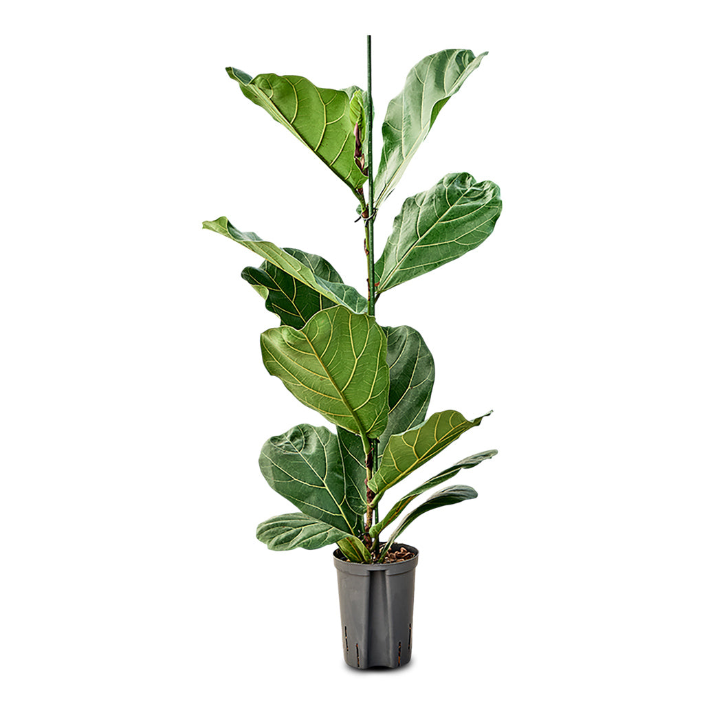 Ficus lyrata Hydro 15/19x90cm (1 Stem)