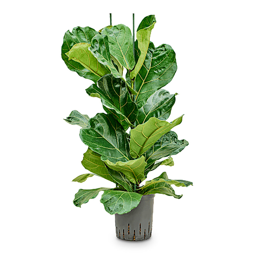 Ficus lyrata Hydro 18/19x90cm (2 Stems)