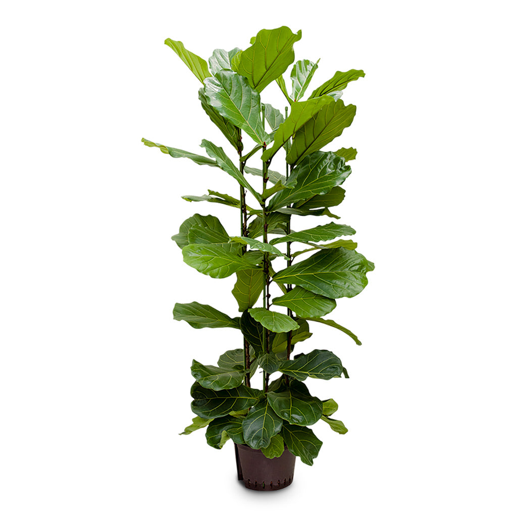 Ficus lyrata Hydro 28/19x180cm (3 stems)