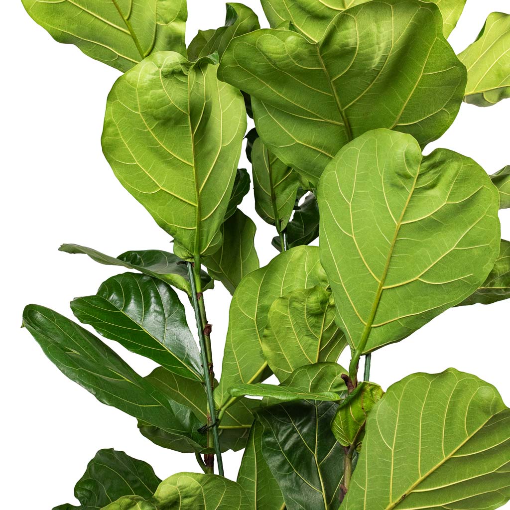 Ficus Lyrata HydroCare Close Up