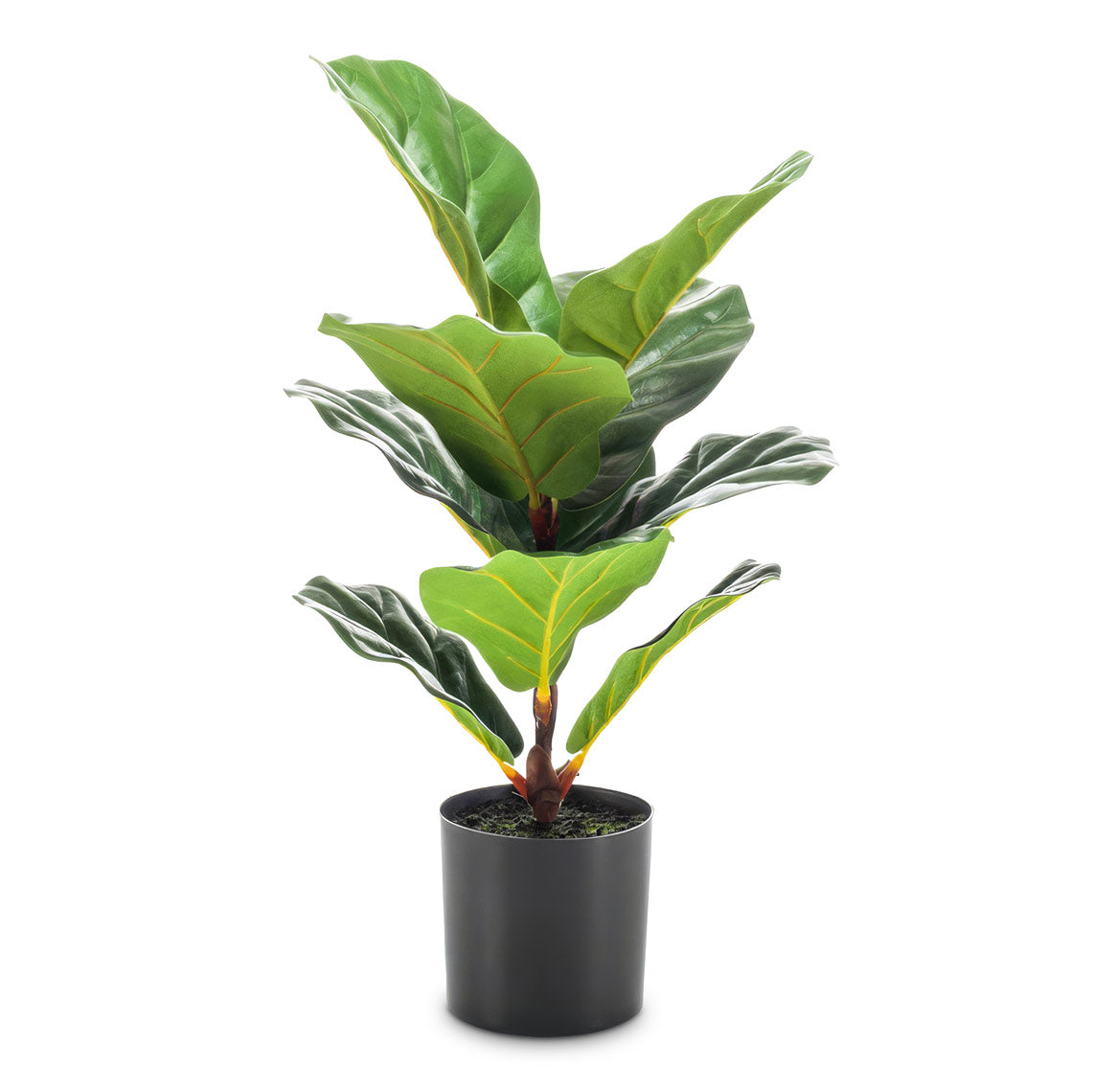 Ficus lyrata Mini Fiddle Leaf Fig Potted 55cm Artificial
