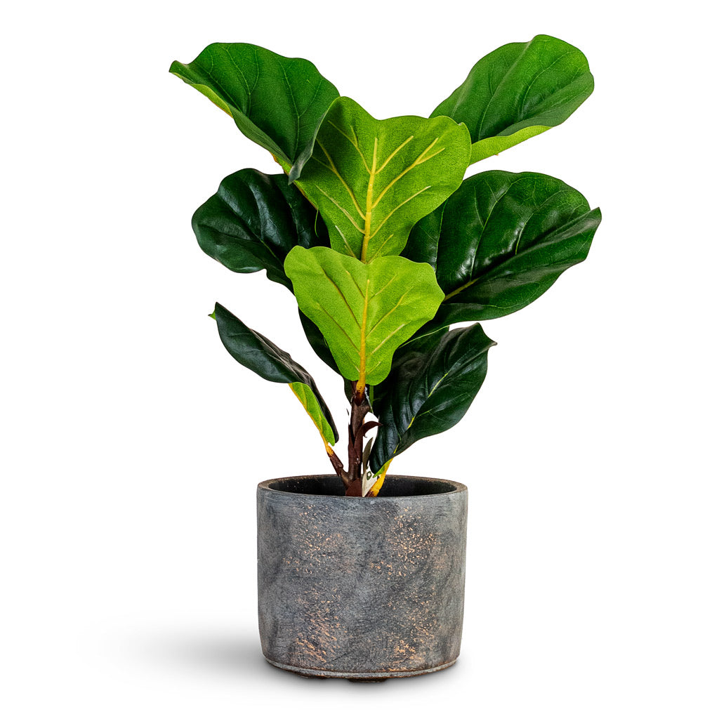 Ficus lyrata Mini Fiddle Leaf Fig Potted Artificial 55cm House Plant In Saar Pot Earth Cement 18x17cm