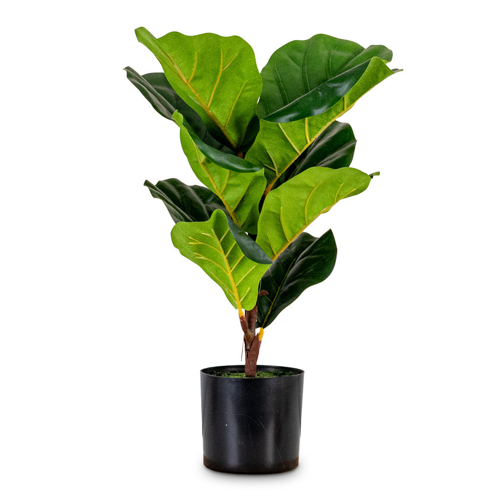 Ficus lyrata Mini Fiddle Leaf Fig Potted Artificial 55cm