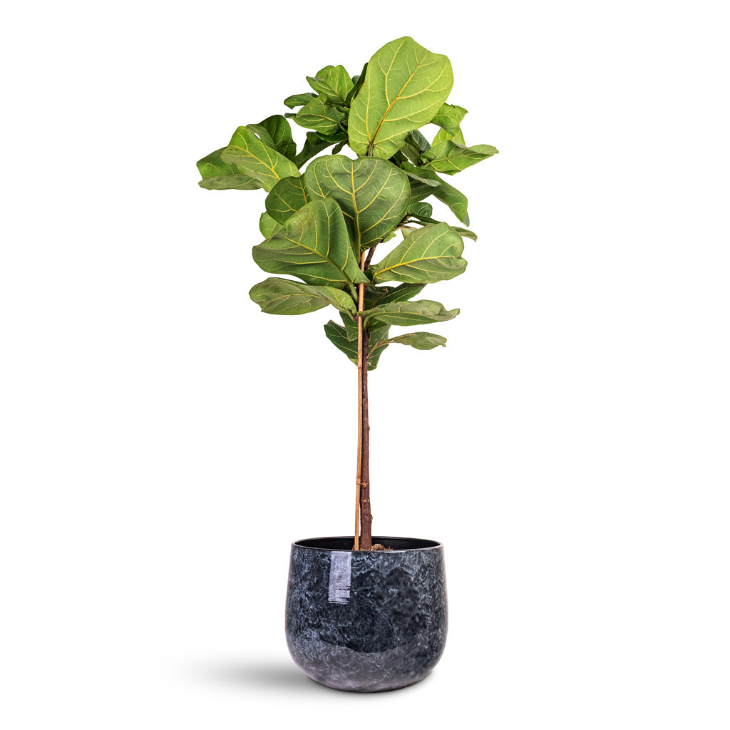 Ficus lyrata Straight Stem 24x120cm House Plant In Emmie Metal Pot Mystic Blue 31x25cm