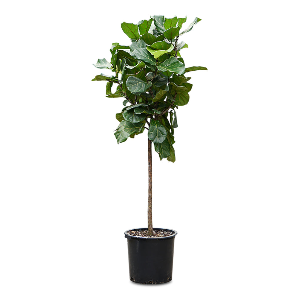 Ficus lyrata - Fiddle Leaf Fig - Quality Indoor Plants | Hortology ...