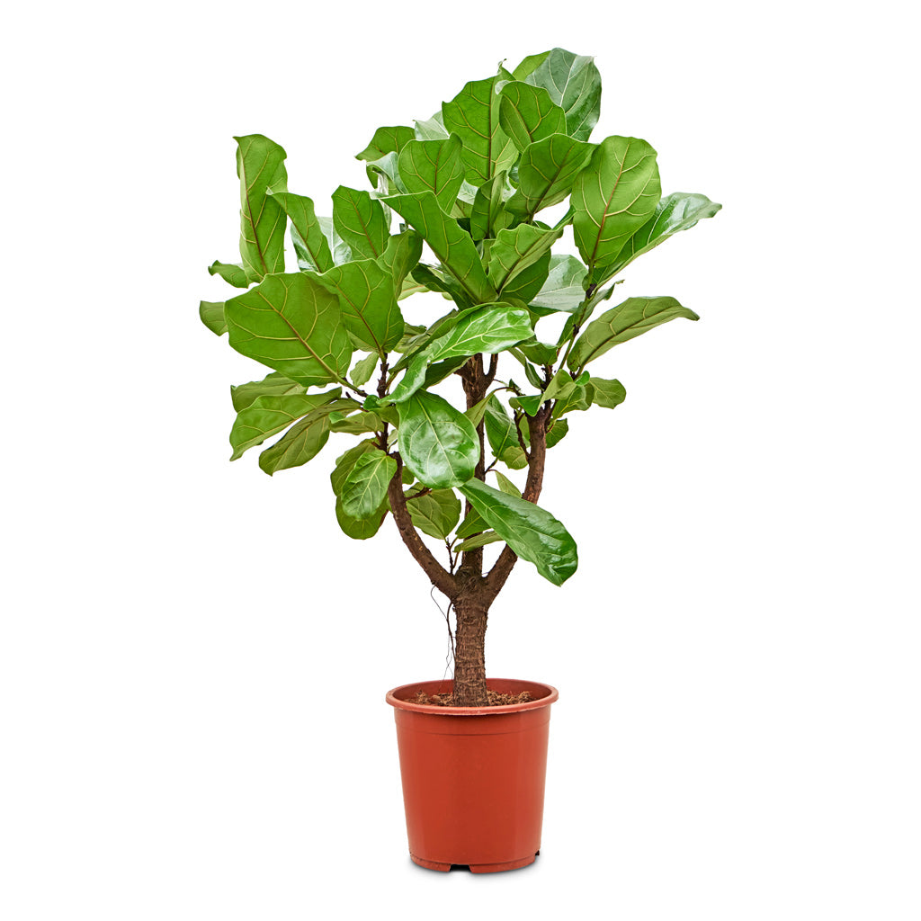 Ficus lyrata - Fiddle Leaf Fig - Branched - 27 x 120cm