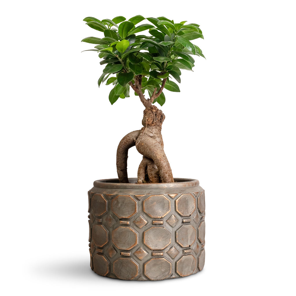 Ficus microcarpa Ginseng - 15x35cm In Jurre Pot Rose Rust - 19x14cm