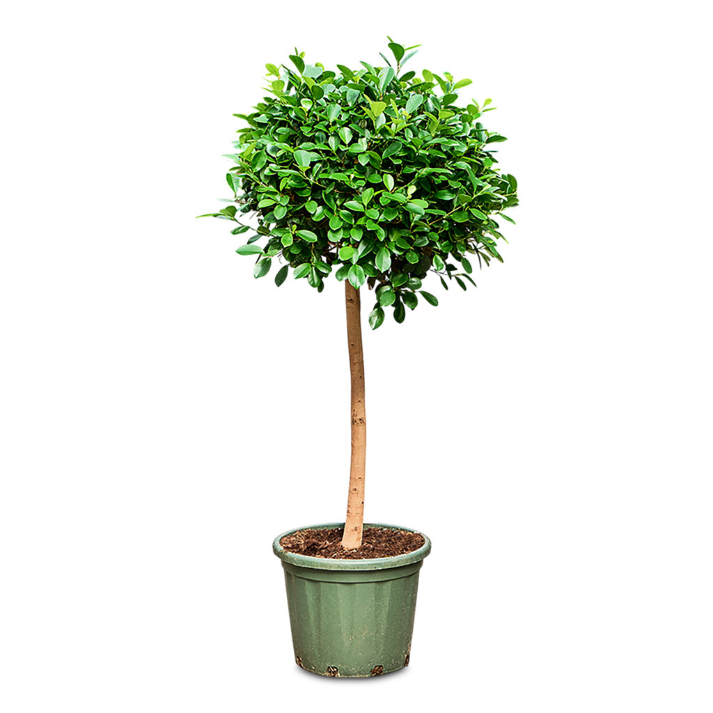 indian laurel house plant Ficus microcarpa Moclame - Indian Laurel - Straight Stem | Hortology