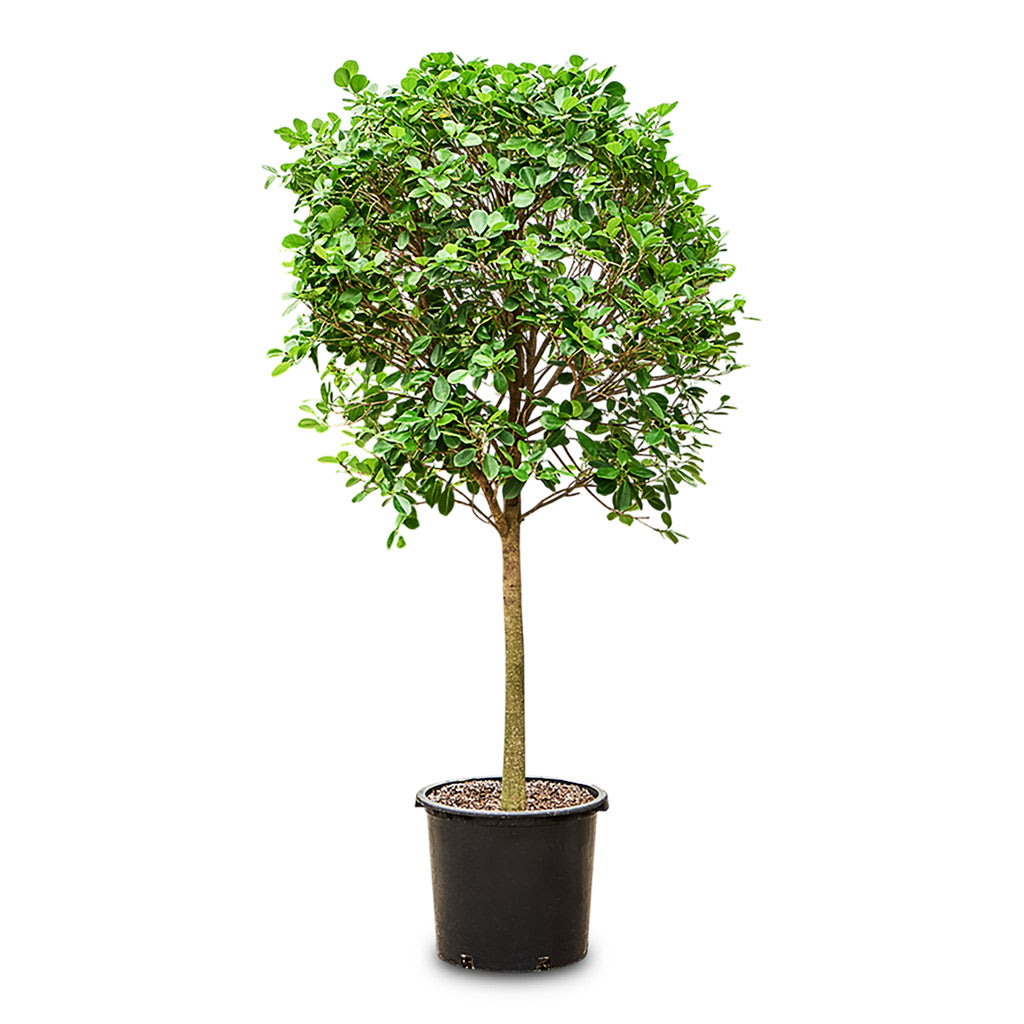 Ficus microcarpa Moclame Straight Stem 45x200cm