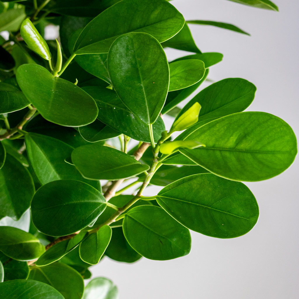 Ficus microcarpa Moclame Straight Stem close up