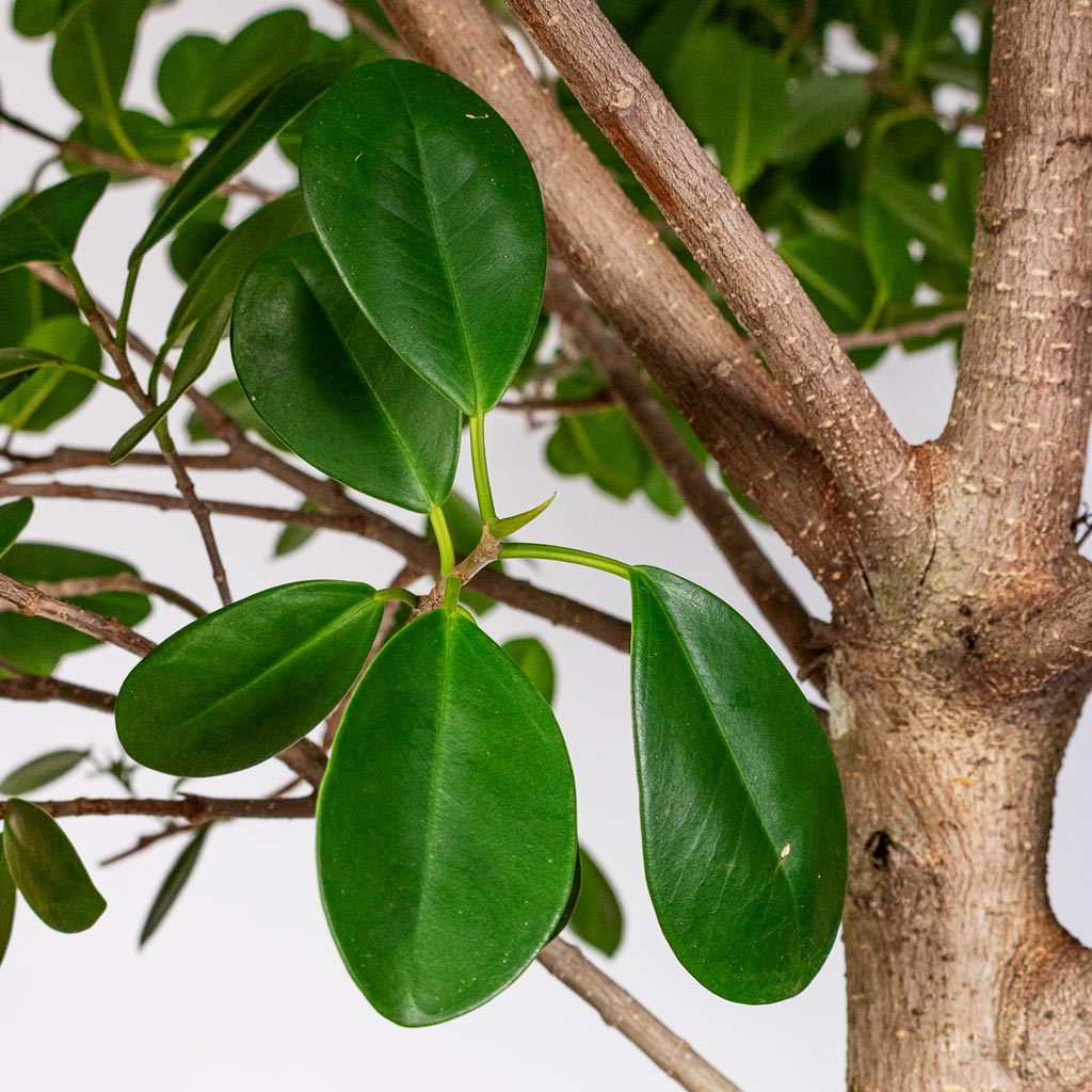 Ficus microcarpa Moclame Straight Stem close up