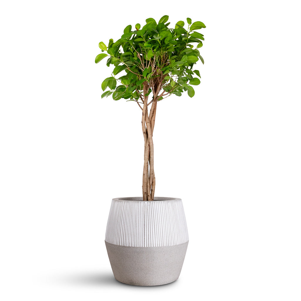 Ficus microcarpa Moclame Twisted Stem - 23x100cm In Harley Ridged Pot White Stripe - 34x32cm