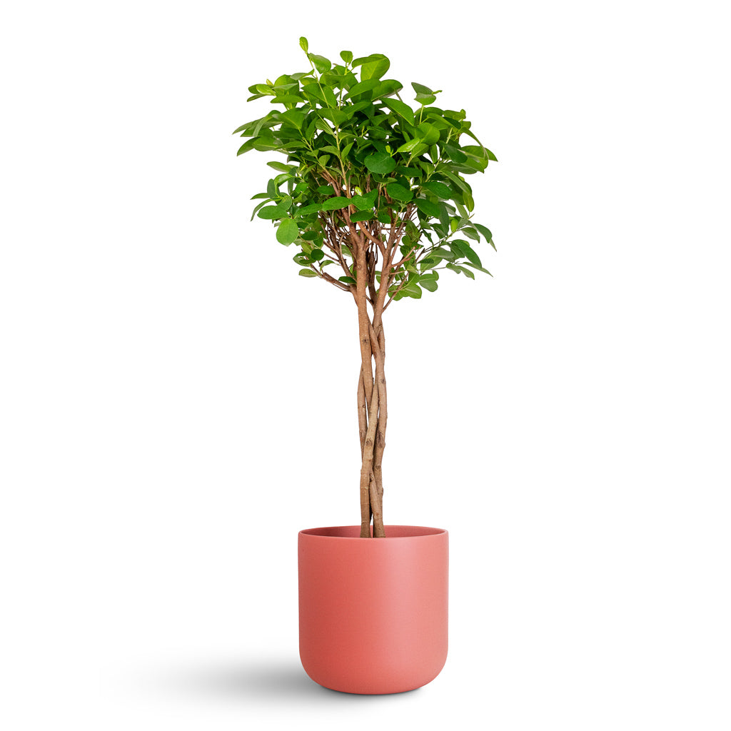 Ficus microcarpa Moclame Twisted Stem - 23x100cm In Lisbon Pot Blush Rose - 26x26cm