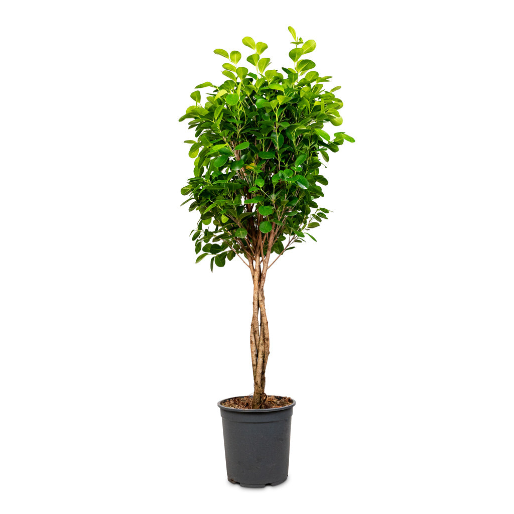 Ficus microcarpa Moclame Twisted Stem 27x140cm