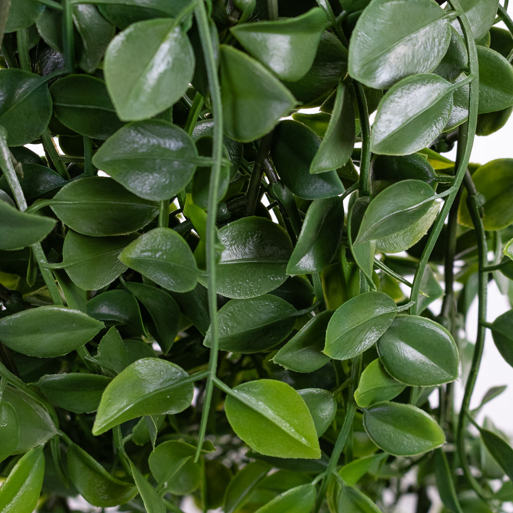 Ficus pumila Hanging Bush Dark Green Artificial Close up